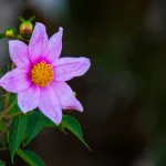 ফুলের ছবি সুন্দর সুন্দর