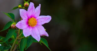 ফুলের ছবি সুন্দর সুন্দর